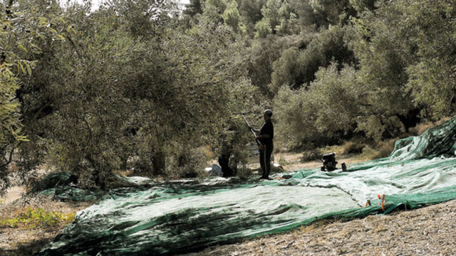 Σεΐχης από τα Εμιράτα... θησαυρίζει στην Πελοπόννησο με 40.000 χρυσές ρίζες ελιές