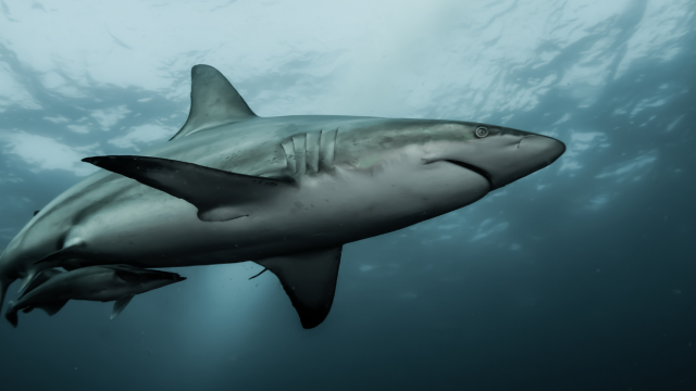 Απίστευτο: Καρχαρίας εμφανίστηκε στο Λονδίνο - Η φωτογραφία από τα νερά του Τάμεση που έγινε viral