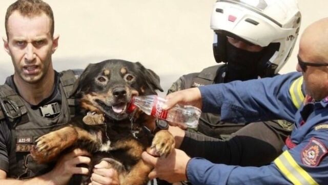 Φωτιά στην Αττική: Ηρωική διάσωση σκύλου από ομάδα πυροσβεστών - Τιτάνια μάχη για να σωθούν τα ζώα από τα πύρινα μέτωπα