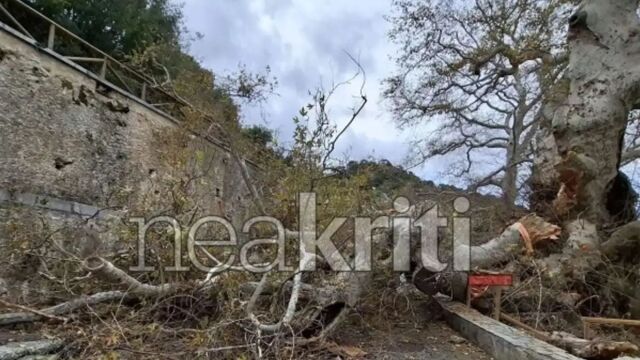 Ηράκλειο: Μεγάλη καταστροφή στον γηραιότερο πλάτανο της Ευρώπης που ήταν πηγή έμπνευσης του Καζαντζάκη