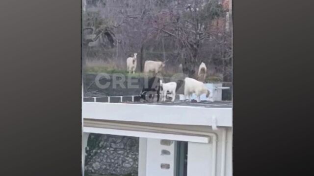 Λασίθι: Αιγοπρόβατα εισέβαλαν και έκαναν κατάληψη σε αυλές σπιτιών