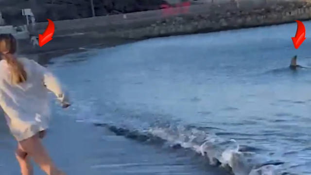 Σοκαριστικό βίντεο με καρχαρία να βγαίνει σε παραλία και να ορμά σε λουόμενους