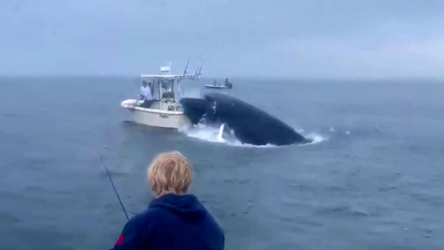 ΗΠΑ: Σοκαριστικό βίντεο με φάλαινα να πέφτει σε βάρκα - Εκτόξευσε στον αέρα τους ψαράδες